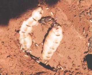 广州白蚁预防公司世界性的蛀木害虫&mdash;&mdash;截头堆砂白蚁