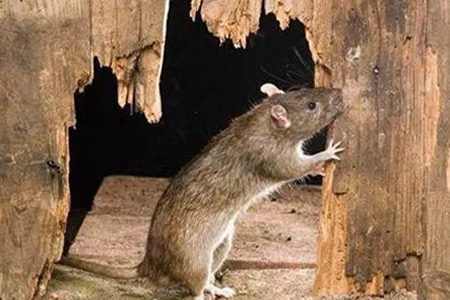 老鼠的危害及防治