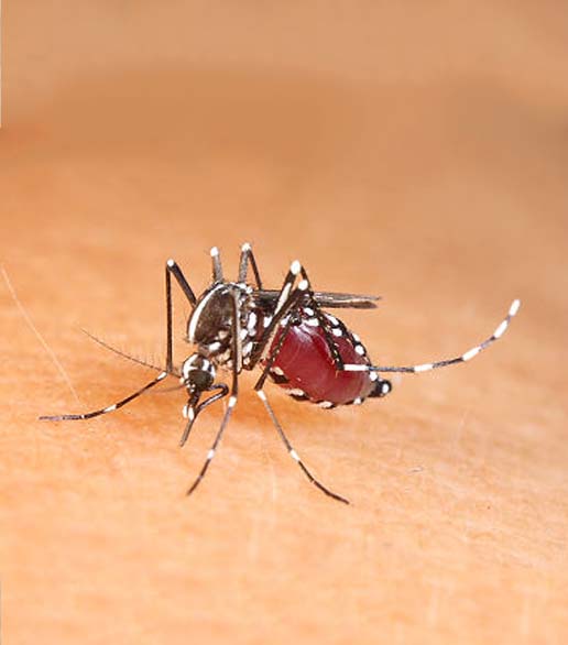 白纹伊蚊（容器型）